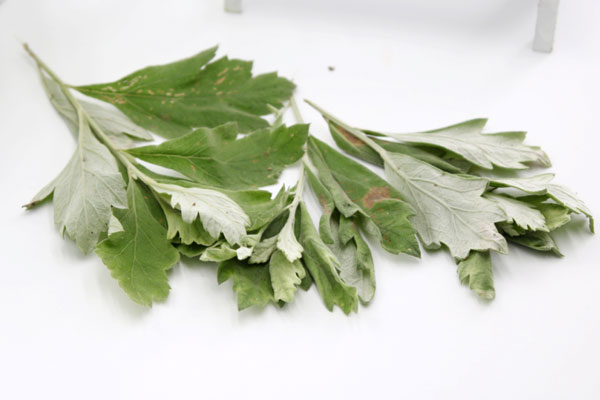 為什麼頭皮上總能摸到小疙瘩?影響健康嗎?提醒:別用手摳 為什麼頭皮上總能摸到小疙瘩?影響健康嗎?提醒:別用手摳