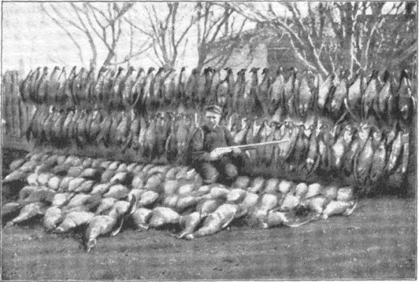 南極的企鵝都是假的!真的已經在北極滅絕了...... 南極的企鵝都是假的!真的已經在北極滅絕了......