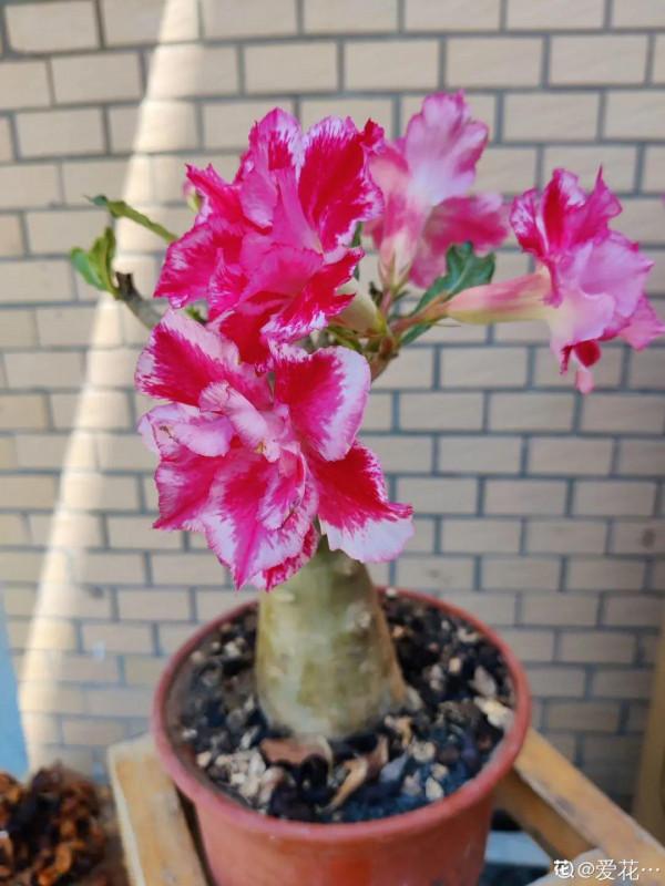 10種花得窮養,盆越小、水越少,越長得旺 10種花得窮養,盆越小、水越少,越長得旺