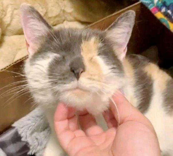 懷孕貓媽媽敲門喊“救命”，女孩問它幹嘛淘氣，貓：我快要生了