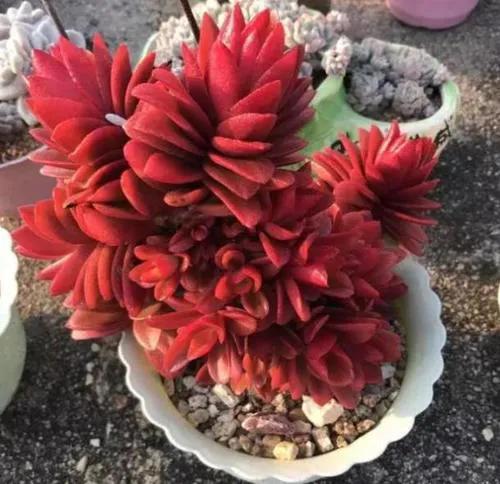 9月以後養多肉火祭,做好4件事,輕鬆爆崽上色,美極了 9月以後養多肉火祭,做好4件事,輕鬆爆崽上色,美極了