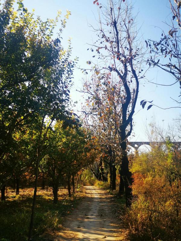 再到神星鎮柿子溝 再到神星鎮柿子溝