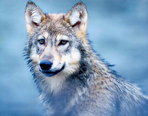 “活武松”何廣位:生擒猛虎七隻,豹子230只,比武松還牛? “活武松”何廣位:生擒猛虎七隻,豹子230只,比武松還牛?