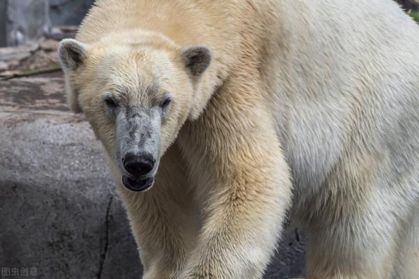 北極熊和獅虎獸那個更厲害？