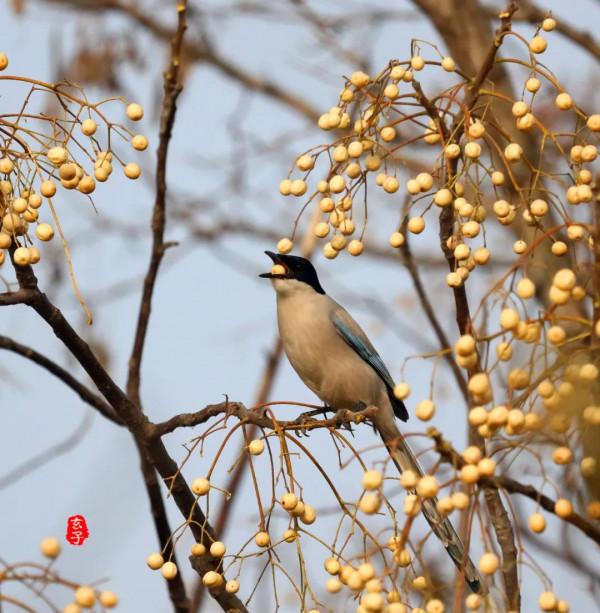 淮陽龍湖國家溼地公園裡的這些可愛的鳥,你見過多少? 淮陽龍湖國家溼地公園裡的這些可愛的鳥,你見過多少?