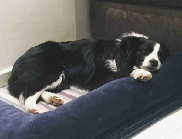 &OpenCurlyDoubleQuote;老年邊牧犬&rdquo;跟你告別的方式，希望鏟屎官能珍惜它