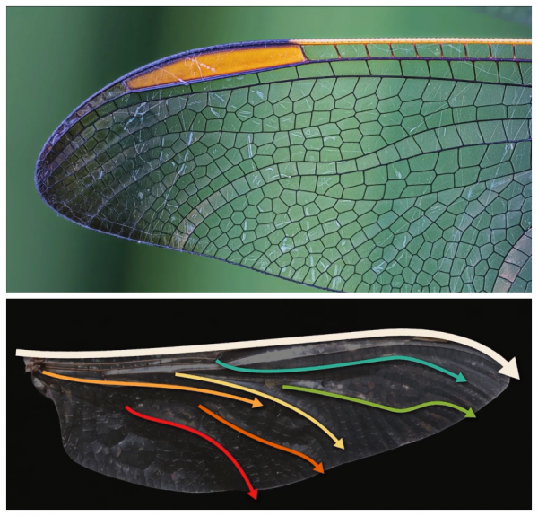 為何總是有人說「蜻蜓」不是地球上的生物