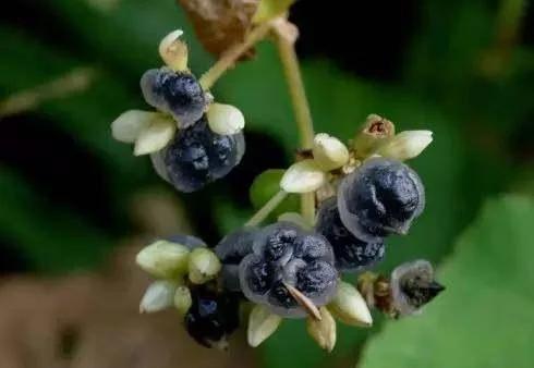 這八種被速生桉種植而將要消失的野果,快來看看,你吃過沒 這八種被速生桉種植而將要消失的野果,快來看看,你吃過沒
