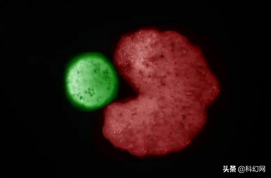 可實現自我繁殖！全球首個活體機器人誕生