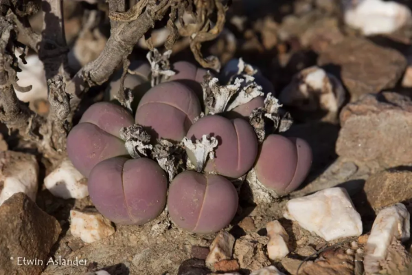 世界那麼大，多肉那麼美，我們一起去看看吧 | 南非多肉欣賞