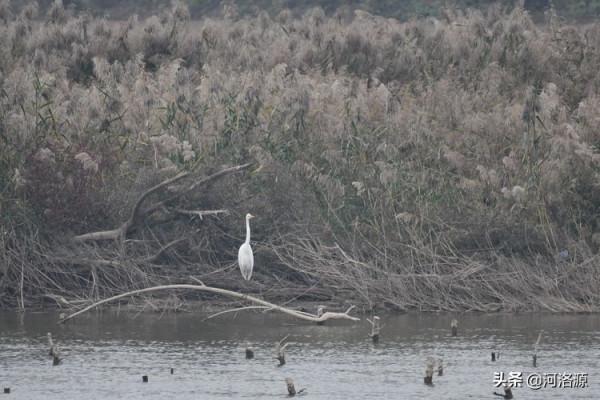 鞏義黃河溼地首批大天鵝“回家”,這些“老朋友”也如約而至 鞏義黃河溼地首批大天鵝“回家”,這些“老朋友”也如約而至
