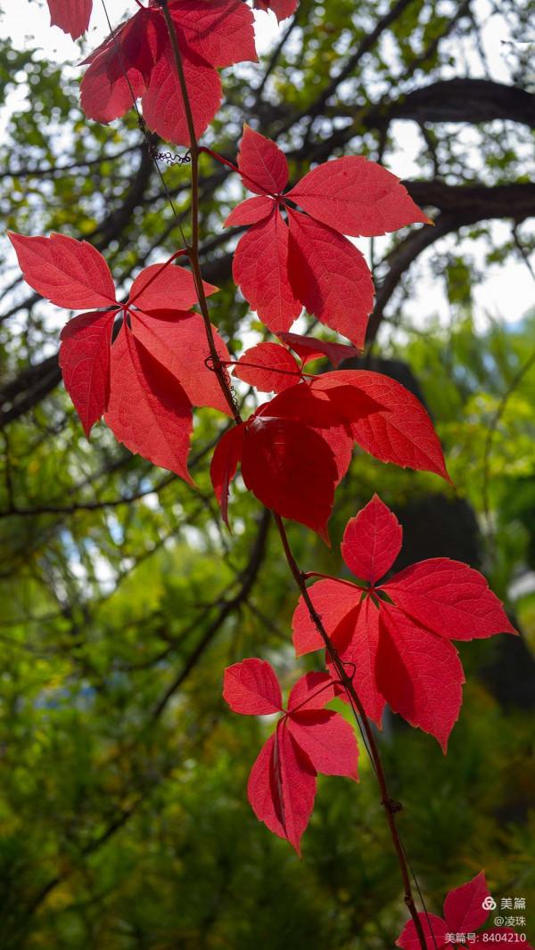 平朔公園的爬山虎