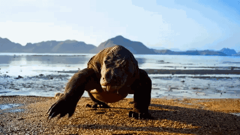 科莫多巨蜥的毒液有多可怕？被咬後會怎樣？國外用豬肉做了實驗