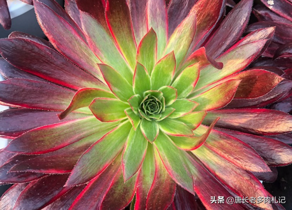 喜歡法師多肉的你還在養孔雀法師？不如扔了養一棵孔雀錦驚鴻法師