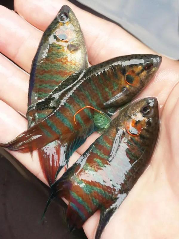 小時候抓過的舉個手,滿滿的都是回憶 小時候抓過的舉個手,滿滿的都是回憶