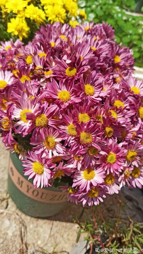 家裡養盆千頭菊，呼呼冒花苞，開成一個大花球