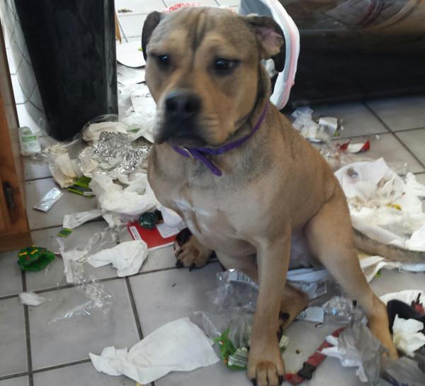 因搞破壞被抓時的狗狗,它的表情我能笑一天 因搞破壞被抓時的狗狗,它的表情我能笑一天