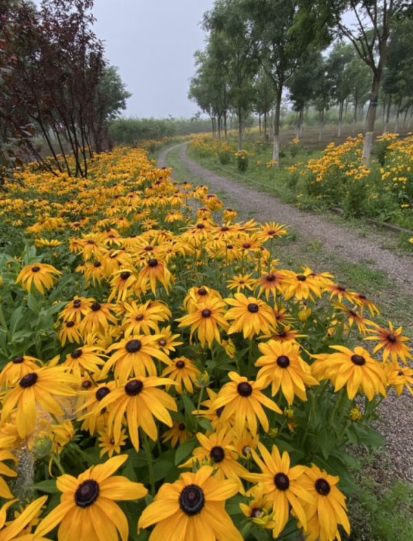 帶著父母回農村，把老院子種滿花，過簡單生活