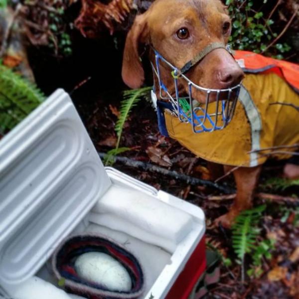 狗狗工作11年救下1700多隻瀕危奇異鳥！終於退休躺沙發啦