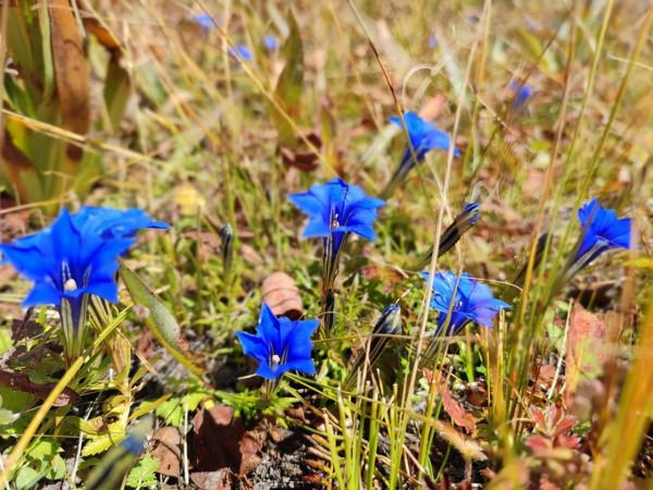 川西海拔最高最大最藍的海子——亞莫措根