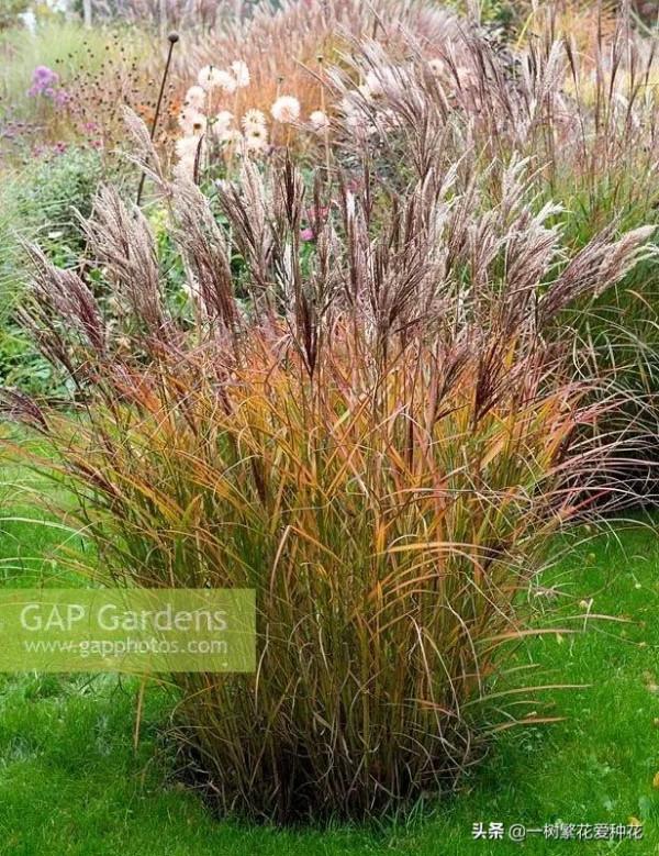 25種觀賞草,觀葉、賞花、好養、皮實,是花園最不可缺少的美景 25種觀賞草,觀葉、賞花、好養、皮實,是花園最不可缺少的美景