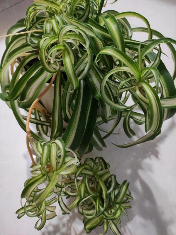 文竹吊蘭澆點“激素水”，葉子綠油油的，越養越美麗