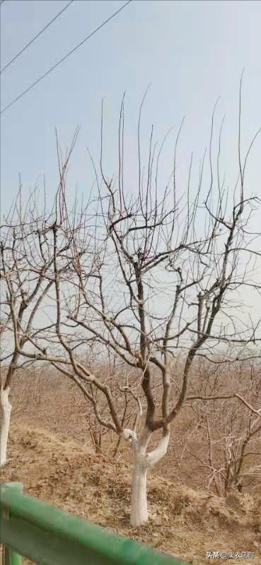 柿子樹修剪過重問題