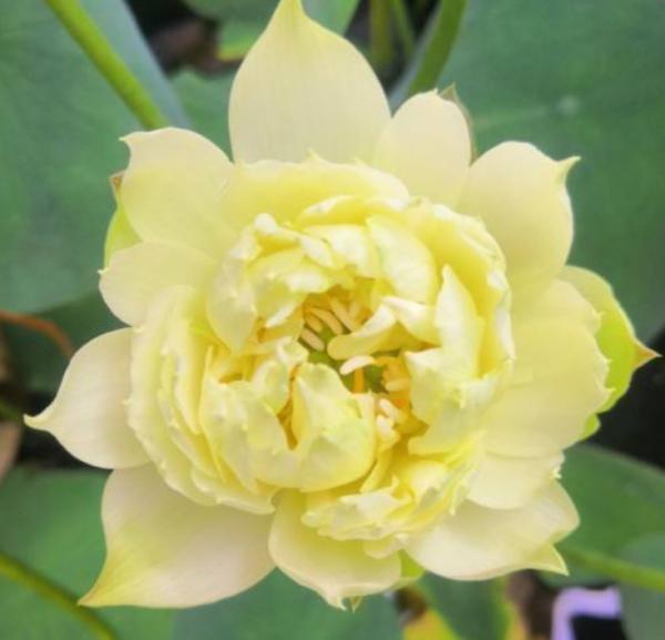 好不容易長出花苞,居然“消苞”了,太心疼 好不容易長出花苞,居然“消苞”了,太心疼