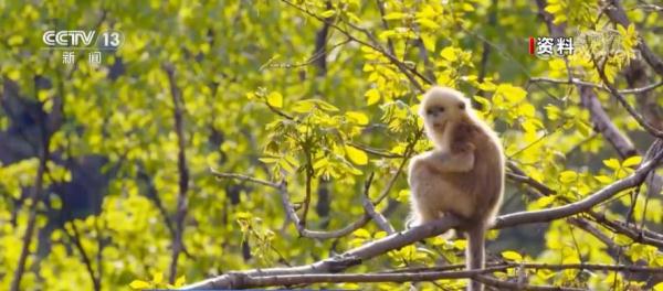 神農架川金絲猴 從“冰川遺孤”到“最美靈長部落” 神農架川金絲猴 從“冰川遺孤”到“最美靈長部落”