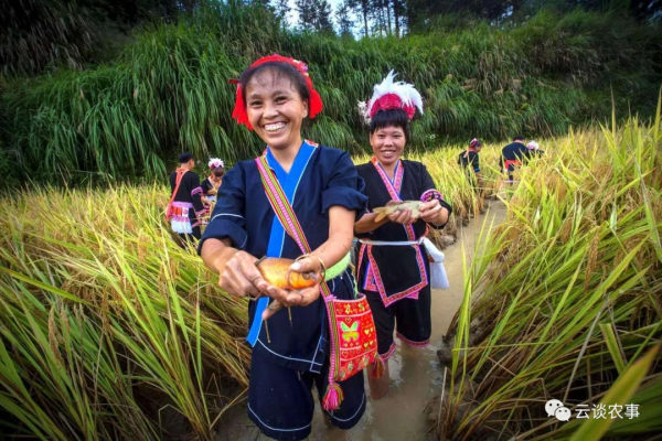 快看——稻田裡的那條魚