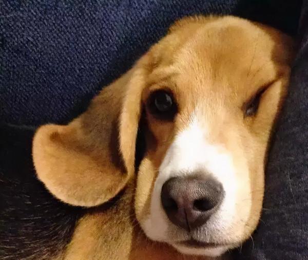 有著大耳朵的比格犬，原來可以這麼可愛