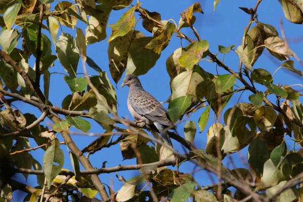 校園裡的鳥 校園裡的鳥