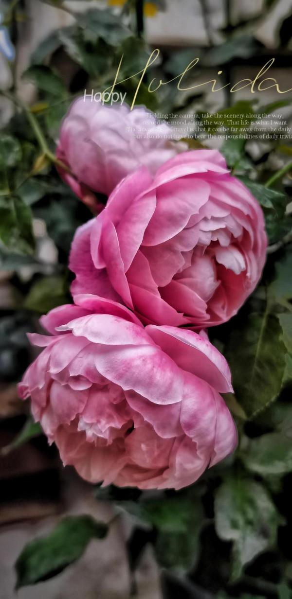 慢品人間煙火色，閒觀萬事歲月長