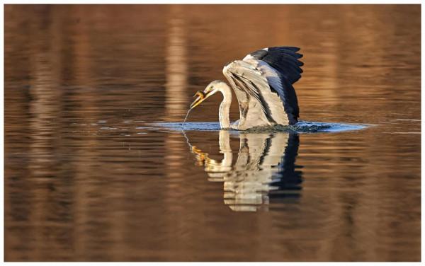 房山牛口峪水庫拍蒼鷺（一）