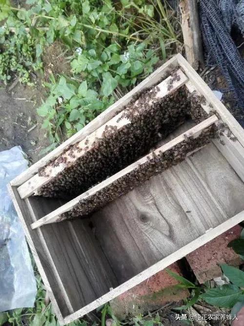 我向蜂友們推薦一種弱小蜂群安全越冬的好方法