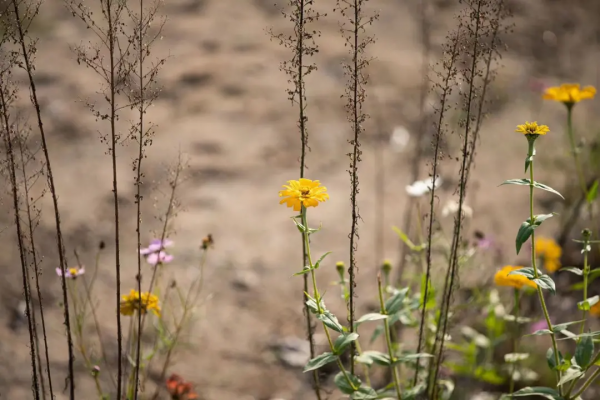 高新的秋天,每一張都是桌布! 高新的秋天,每一張都是桌布!