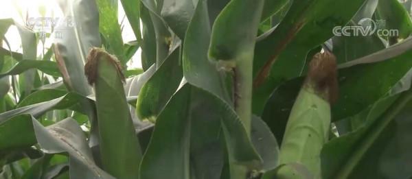 豐收中國 | 黑龍江海倫：鮮食玉米開啟收穫模式 為鄉村振興插上“金翅膀”