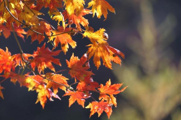 蒙，河，遼三省遊