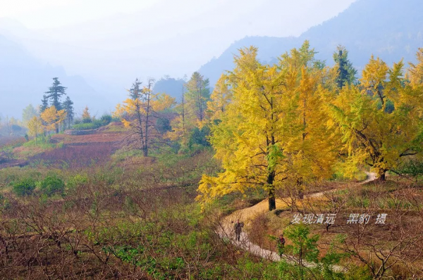 這裡才是銀杏的海洋，2021年廣西銀杏觀賞全攻略