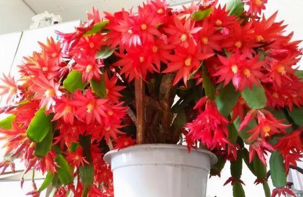 新年養&OpenCurlyDoubleQuote;3種花&rdquo;，耐寒好養漂亮，顏色豐富，熱鬧&OpenCurlyDoubleQuote;喜慶&rdquo;