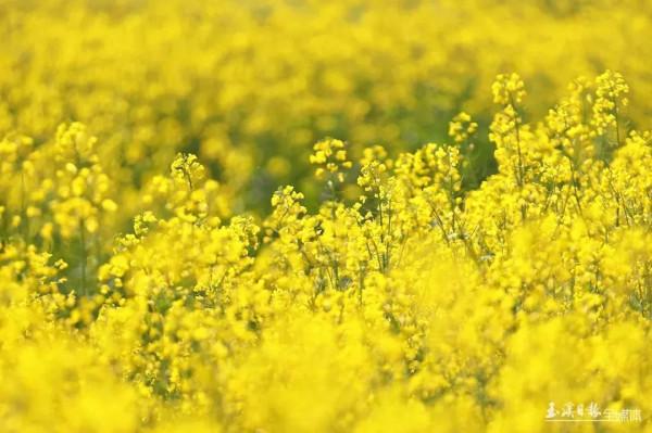 今天，宜到玉溪的油菜花田感受春天