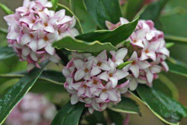 養瑞香常遇到的3個棘手問題，掌握就能提前避免，讓它開花滿屋香