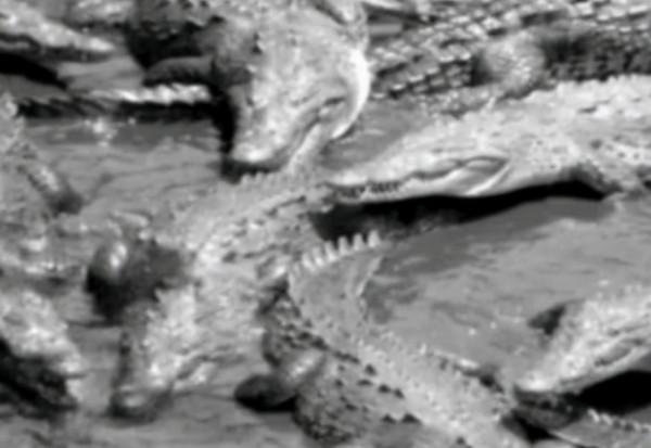 二戰離奇事件:上千名日軍被困孤島,未發生戰爭卻死傷殆盡 二戰離奇事件:上千名日軍被困孤島,未發生戰爭卻死傷殆盡