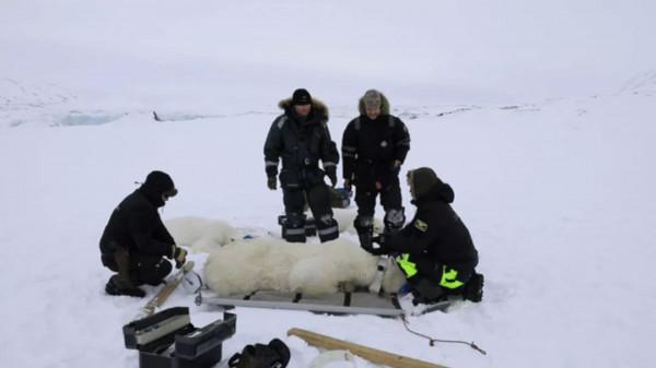 抓住北極熊後該做些什麼？丨奇怪的動物知識