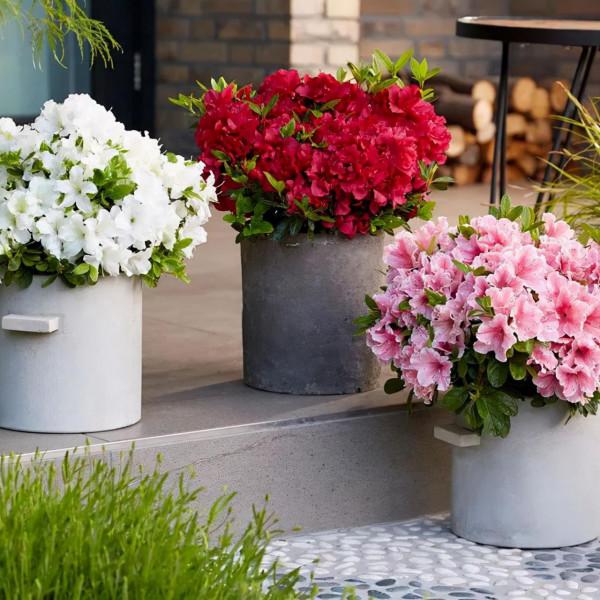 這些花，現在入手最適合，冬季室內也能花開爆盆