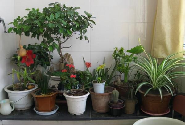 這4種花會“討厭”喝水，水一多就會“蔫”，許多人還傻傻不知道