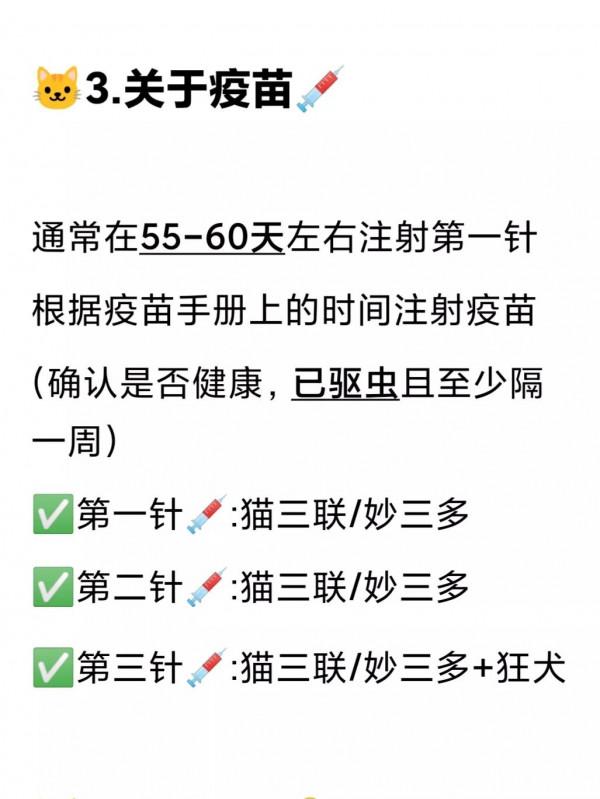 新手如何正確養貓，看這個就夠了