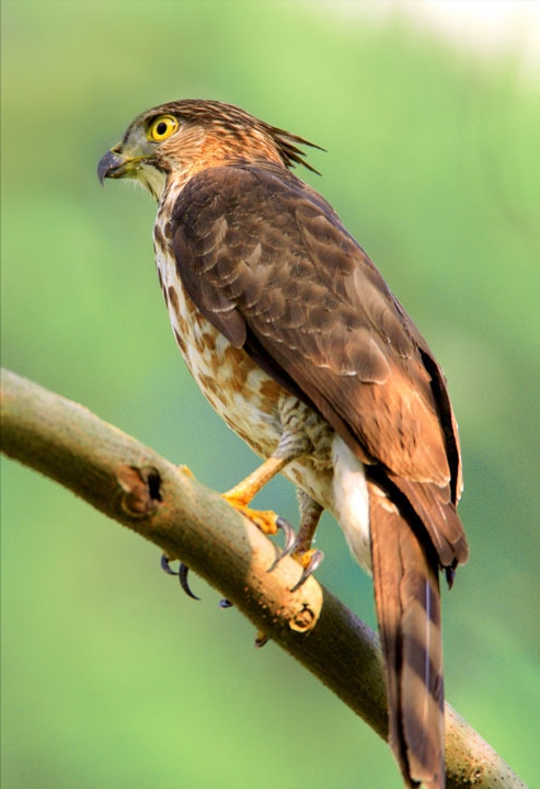 東江攬勝:收集常見鳥類圖譜之猛禽篇,攝鳥人自留地,建議收藏 東江攬勝:收集常見鳥類圖譜之猛禽篇,攝鳥人自留地,建議收藏