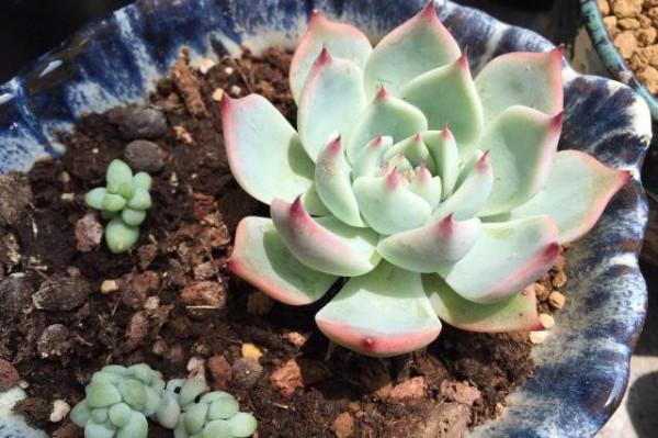 這四種多肉適合新手養，做好控養就能大變樣，普貨養出&OpenCurlyDoubleQuote;高階感&rdquo;