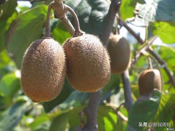 日本限制水果品種流出?良種需要引進來走出去 日本限制水果品種流出?良種需要引進來走出去